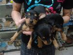 Small Miniatura Pinscher Puppies - Miniature Pinscher Dog