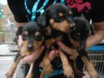 Small Miniatura Pinscher Puppies - Miniature Pinscher Dog