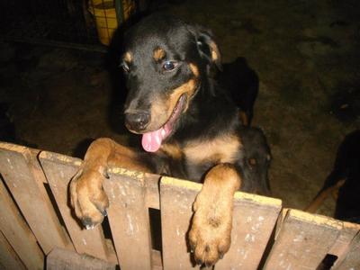 Guard Dog Rottweiler Puppies - Rottweiler Dog