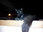 Blackie - Domestic Long Hair Cat