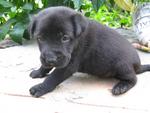 Jigger  - Labrador Retriever Mix Dog