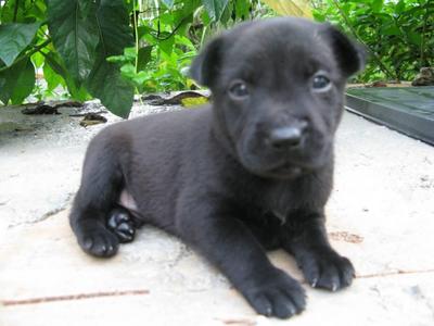 Jigger  - Labrador Retriever Mix Dog