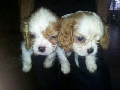 Cavalier King Charles Spaniel - Cavalier King Charles Spaniel Dog