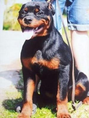 Rottweiler - Rottweiler Dog