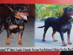 Rottweiler - Rottweiler Dog