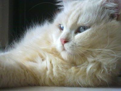 PF37387 - Domestic Long Hair Cat