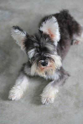 Maddox - Schnauzer Dog