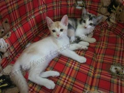 Tikki, Okoye, Kitum, Bulat - Domestic Short Hair Cat