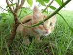 I hope my rescuer mommy won't find me here. U cannot see me u  cannot see me.... hheheheheh