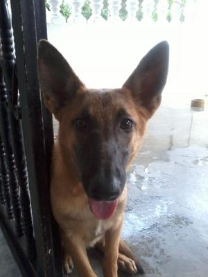 Coco - Belgian Shepherd Malinois Dog