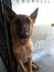 Coco - Belgian Shepherd Malinois Dog