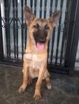 Coco - Belgian Shepherd Malinois Dog