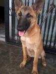 Coco - Belgian Shepherd Malinois Dog