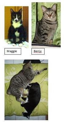 Benjy And Maggie - Domestic Short Hair Cat