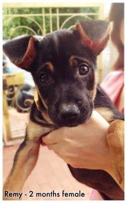 Remy - Miniature Pinscher Mix Dog