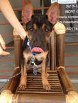 Remy - Miniature Pinscher Mix Dog