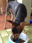 Remy - Miniature Pinscher Mix Dog