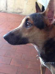 Remy - Miniature Pinscher Mix Dog