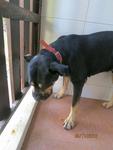 Baby - Rottweiler + Boxer Dog