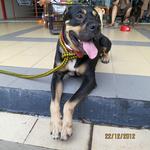 Baby - Rottweiler + Boxer Dog