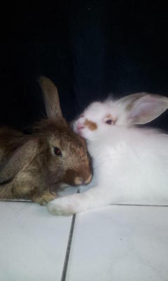 Whitie &amp; Fui Fui - Angora Rabbit Rabbit