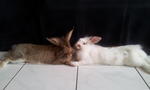 Whitie &amp; Fui Fui - Angora Rabbit Rabbit