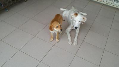 Brown Pup - Mixed Breed Dog