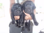 male puppies(black)