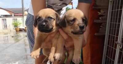 Group Of Puppies - Mixed Breed Dog