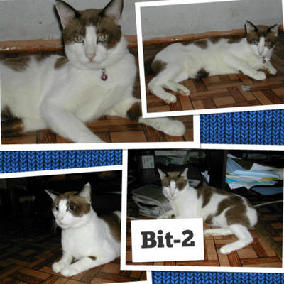 Bit-2 - Domestic Short Hair Cat