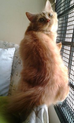 Macho Boy - Persian + Domestic Long Hair Cat