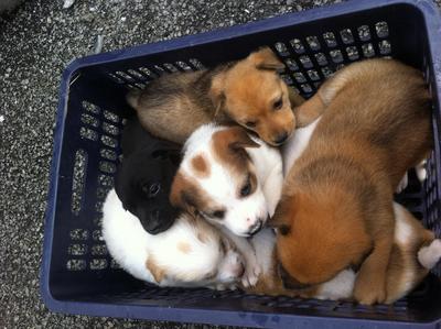 5 Cute Puppies Looking For Home - Mixed Breed Dog