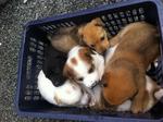 5 Cute Puppies Looking For Home - Mixed Breed Dog