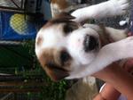 5 Cute Puppies Looking For Home - Mixed Breed Dog