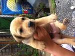 5 Cute Puppies Looking For Home - Mixed Breed Dog