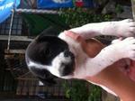 5 Cute Puppies Looking For Home - Mixed Breed Dog