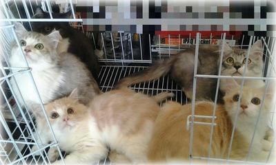 Mix Persian Kitties - Domestic Medium Hair + Persian Cat