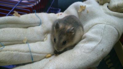 Winter Russian Dwarf Hamster - Short Dwarf Hamster Hamster