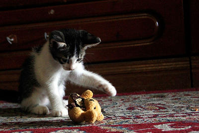 Two Kittens - Domestic Short Hair Cat