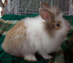 Teddy Bear Lionhead Baby Rabbit - Angora Rabbit + Lionhead Rabbit