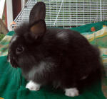 Teddy Bear Lionhead Baby Rabbit - Angora Rabbit + Lionhead Rabbit