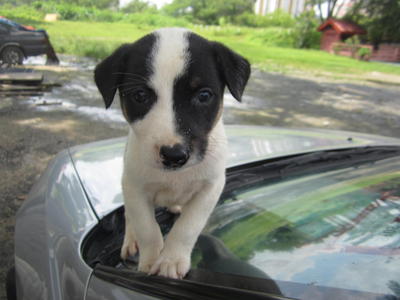 Echo, Ebby, Ezra  - Dalmatian Mix Dog