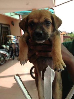 Chuchu - Mixed Breed Dog