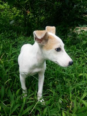 Bella - Jack Russell Terrier (Parson Russell Terrier) Mix Dog