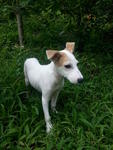 Bella - Jack Russell Terrier (Parson Russell Terrier) Mix Dog