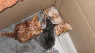 3 Kitten No Mother Need Adoption - Domestic Short Hair Cat