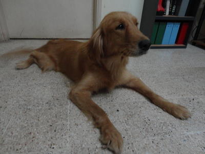 Lexy - Golden Retriever Dog