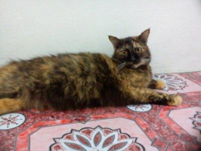 Meimey - Domestic Long Hair + Persian Cat