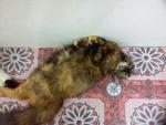 Meimey - Domestic Long Hair + Persian Cat