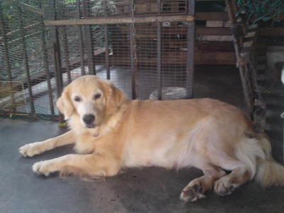 Dodo - Golden Retriever Dog